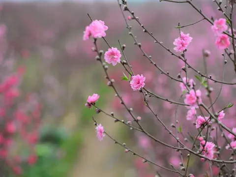 "Hái lộc" đầu xuân Bính Ngọ tại một số nhóm cổ phiếu dự báo hút mạnh dòng tiền