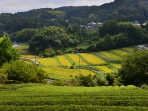 Buồn của nền kinh tế lớn thứ 4 thế giới: Matcha bùng nổ toàn cầu nhưng canh tác lại gặp khó, giá trà tăng đến 86%