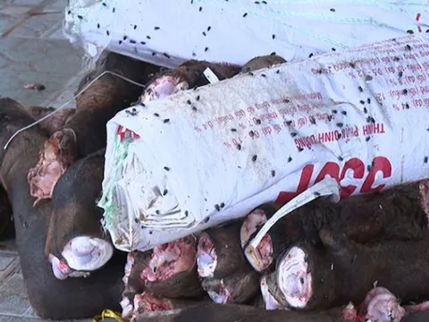 Phát hiện 2 kho lạnh chứa gần 6 tấn đuôi, chân trâu bò bốc mùi thối ở Thanh Hoá