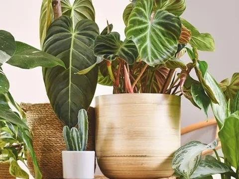 3 loại cây nên trồng trong nhà ngay mùa xuân này