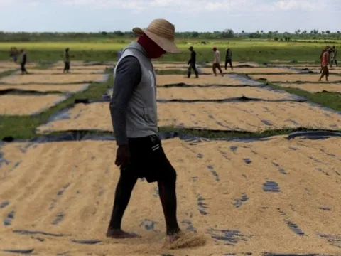 Đang sấy thì mất điện: 1.000 tấn lúa ở Cuba đối diện nguy cơ hư hỏng, chuyên gia Việt "chữa cháy" bằng vật dụng nhà nông nào cũng có