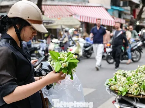 Hoa bưởi ngập phố Hà Nội, giá 'chát' vẫn đắt hàng