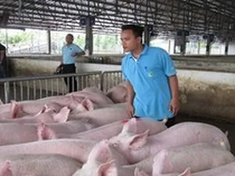 Hộ kinh doanh bán lợn thịt có phải xuất hóa đơn không? Thuế TP. Hà Nội trả lời