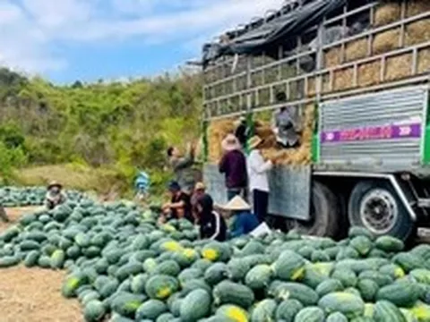 Dưa hấu rớt giá thê thảm, cắt lỗ 1.000 đồng/kg