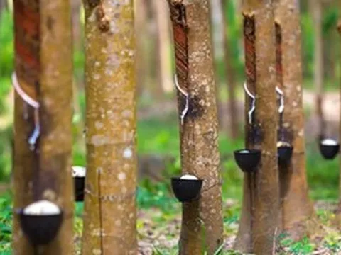 Bất chấp chiến sự Trung Đông, một cổ phiếu tăng trần 18 phiên liên tục