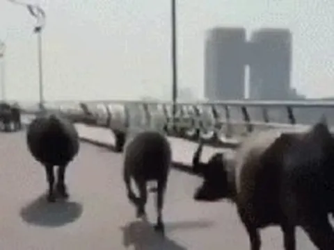 Đà Nẵng: Đàn trâu “tung hoành” cầu Rồng, người đi đường thót tim