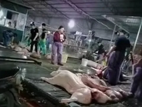 Vụ hơn 300 tấn lợn bệnh tại Hà Nội: Hệ thống kiểm dịch tê liệt từ bên trong