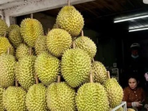 Sầu riêng Đồng Tháp lao dốc, nhà vườn thấp thỏm neo trái chờ giá