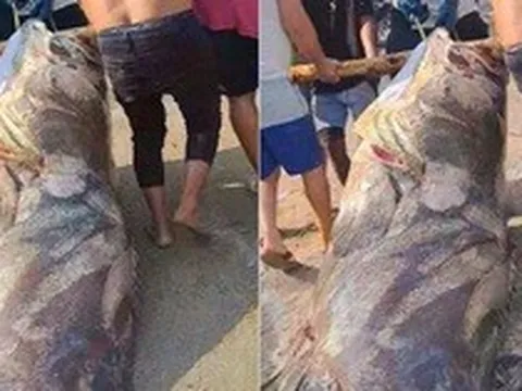 Ngư dân bắt được con cá mú khổng lồ, nặng hơn 290kg trên biển