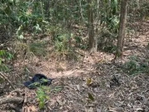 Người đàn ông khoảng 72kg chưa rõ danh tính tử vong trong rừng phòng hộ Dầu Tiếng