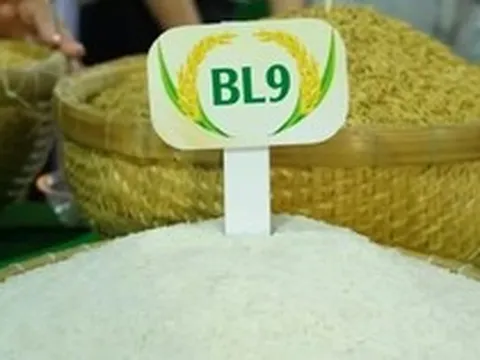 Lộ diện loại gạo ngon nhất Đồng bằng sông Cửu Long