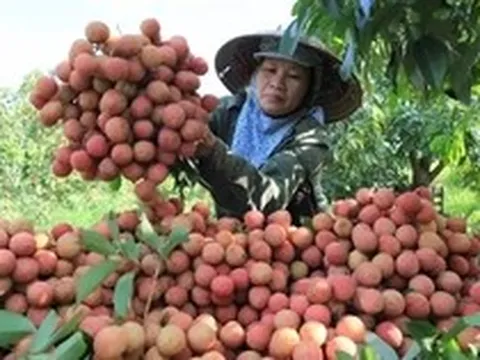 Nghịch lý mùa vải năm nay