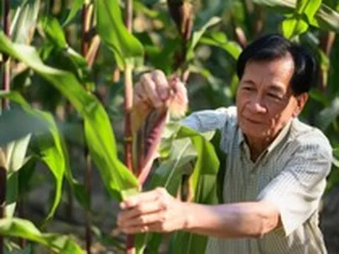 Ứng dụng cây trồng công nghệ sinh học tại Việt Nam ghi nhận những bước tiến ổn định