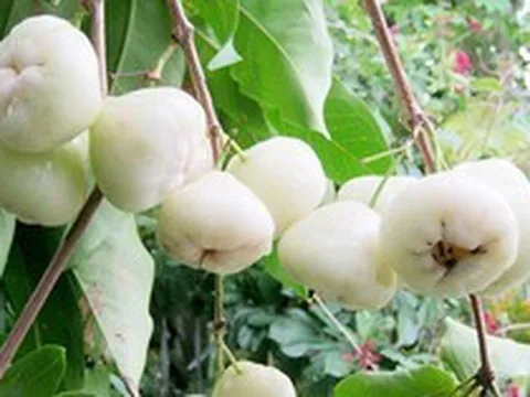 Thứ quả quê chín rụng ít ai nhặt: Sang nước ngoài giá vài trăm nghìn/kg, được ví như 'vua trái cây'
