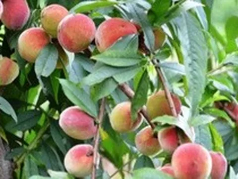 Loại quả nổi tiếng ở Sa Pa: Chín đỏ sườn đồi, khách du lịch chi tiền triệu mua về làm quà