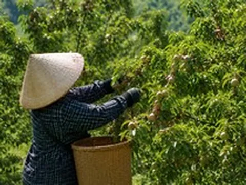 Loại quả bán đầy chợ Việt sang Mỹ thành hàng đắt đỏ: Có nơi giá chạm mốc 700.000 đồng/kg, ai cũng ngỡ ngàng