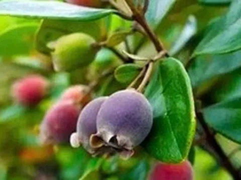 Từng rụng đầy gốc không ai nhặt, thứ quả rừng 'tím lịm' bất ngờ thành đặc sản 130.000 đồng/kg