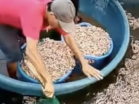 50.000 con tôm chết trắng, chủ hồ phát hiện vật lạ dưới đáy ao