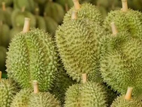 Sau Trung Quốc, Việt Nam khai phá 'mỏ vàng' sầu riêng ngay tại châu Á: Sẽ xuất khẩu kể từ tháng 7, Thái Lan, Malaysia cũng gấp rút chạy đua