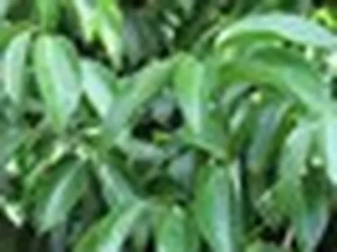 Một loại cây thân gỗ Việt Nam trồng rất nhiều nhưng thế giới lại quý hiếm: Vừa mang về hơn 89 triệu USD, giá hơn 2.500 USD/tấn
