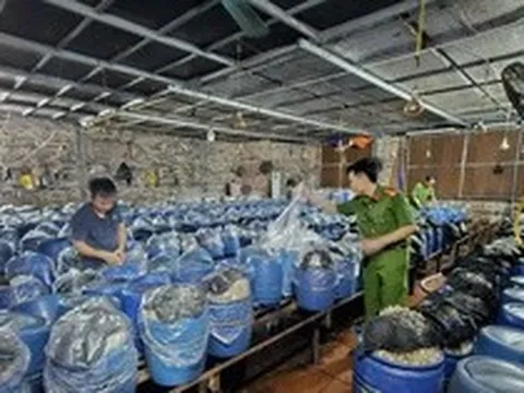 Phát hiện 3 cơ sở dùng hóa chất 6-BAP sản xuất gần 1.000 tấn giá đỗ