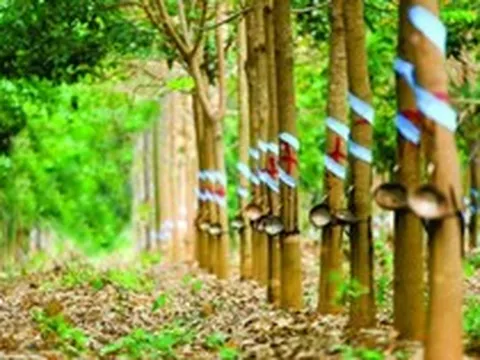 Cổ phiếu Cao su Phước Hòa (PHR) được kỳ vọng vượt đỉnh lịch sử, động lực đến từ đâu?