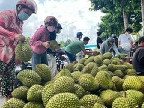 Siết chặt quản lý chất lượng sầu riêng