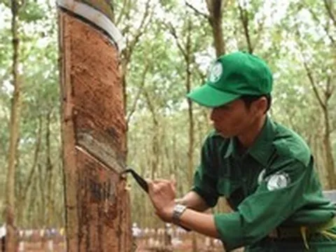 Cổ đông Cao su Phước Hòa (PHR) sắp nhận cổ phiếu thưởng “khủng” tỷ lệ 10:8