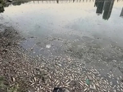 Điều gì đang xảy ra tại công viên nổi tiếng Hà Nội? Cá chết nổi hàng loạt, không khí ngột ngạt vì mùi tanh hôi