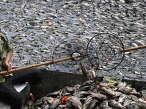 Hà Nội: Cá chết trắng hồ Nghĩa Đô, cảnh tượng bất thường "chưa từng thấy"