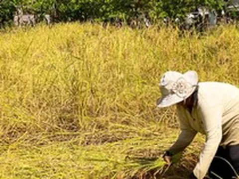 Campuchia quyết tâm làm giàu với loại nông sản Việt Nam đang trồng rất nhiều: Tự tin sẽ xuất khẩu được 1 triệu tấn, vừa thu về hơn 300 triệu USD
