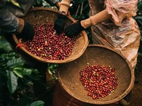 Cà phê đảo chiều giảm