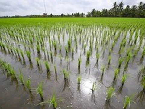 Làm được mà không chứng minh được: Điều gì cản bước đề án 1 triệu hecta lúa của Việt Nam hóa "mỏ vàng"?