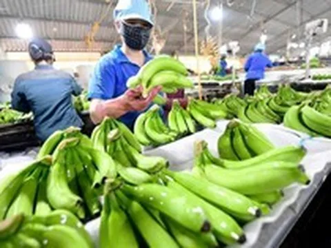 Loại quả dân dã mang tham vọng tỷ USD: Giúp Việt Nam đứng thứ 9 thế giới về sản lượng