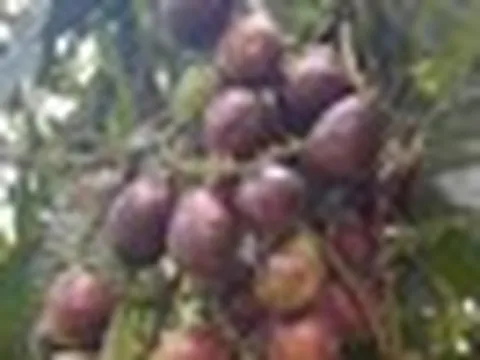 Phát hiện loại quả giống nhãn nhưng thoang thoảng vị sầu riêng: Điều bất ngờ nằm ở mức giá 2,5 triệu đồng/kg