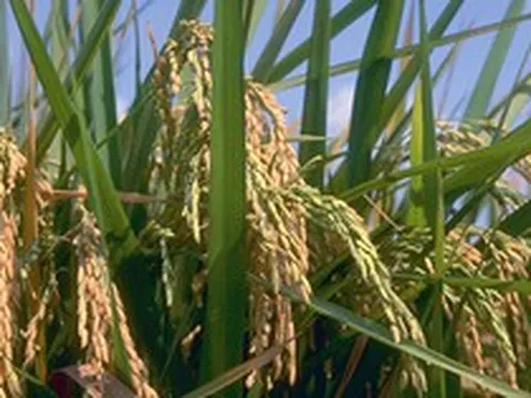 Không phải Thái Lan hay Ấn Độ, đây mới là quốc gia đang gặp rắc rối lớn với gạo: Xuất khẩu hụt hàng tỷ USD, cạnh tranh giá ngày càng bất lợi