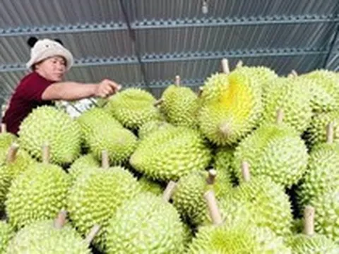 Doanh nghiệp xuất khẩu trái cây giảm áp lực về thời gian