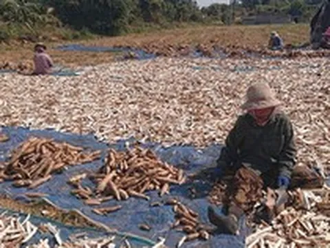Không phải gạo hay sầu riêng, Campuchia quyết tâm làm giàu với mặt hàng Việt Nam đang trồng rất nhiều: Đây là mỏ vàng mới của chúng tôi!
