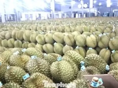 350.000 tấn sầu riêng Đắk Lắk nguy cơ bị 'tuýt còi' xuất khẩu