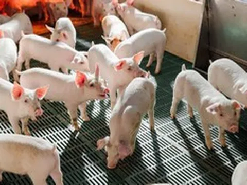 Nông nghiệp Hòa Phát bán hơn 200.000 con heo sau 6 tháng đầu năm