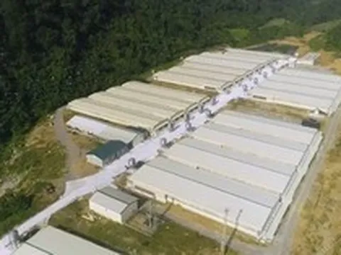 7 người thương vong tại trang trại Dabaco ở Thanh Hóa