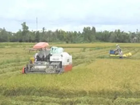 Cà Mau chuyển hồ sơ vụ doanh nghiệp nợ tiền mua lúa của nông dân sang công an