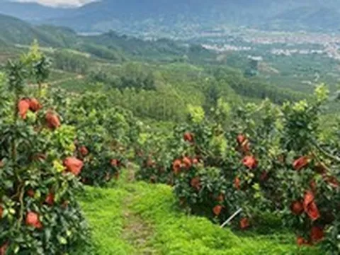 Trung Quốc quyết tâm làm giàu với loại quả Việt Nam trồng cực nhiều: xuất hơn 61.000 tấn sang châu Âu, giá siêu cạnh tranh