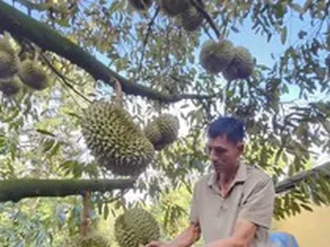 Đấu giá sầu riêng tại vườn: Bất ngờ về loại A