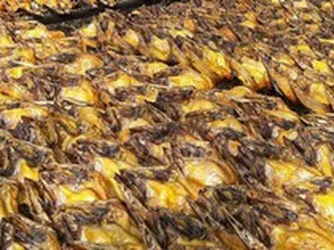 Một loại cá rẻ bèo bán đầy chợ Việt Nam, protein cao hơn cá hồi, được Nhật Bản tích cực nhập khẩu