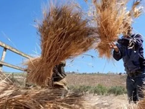 Không phải gạo hay ngô, một loại lương thực quan trọng của thế giới đang đón sóng gió: Giá tăng cao nhất 2 năm, Nga - Ukraine là 'ông trùm' của thế giới