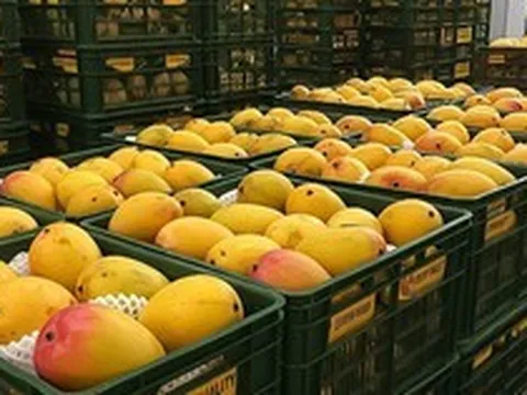 Một ngành hàng của Việt Nam lập kỷ lục tỷ USD chưa từng có, Trung Quốc, Mỹ, Hàn Quốc có đóng góp lớn