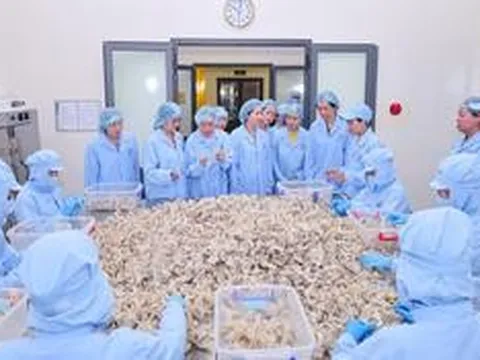 Trung ương Hội Liên hiệp Phụ nữ Việt Nam làm việc tại Yến sào Khánh Hòa