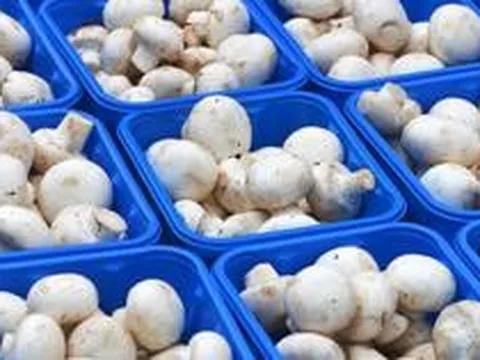 Phát minh của Trung Quốc làm rung chuyển ngành thực phẩm: Tạo nguồn protein từ nấm biến đổi gen, vị giống thịt, sản xuất nhanh hơn 88%