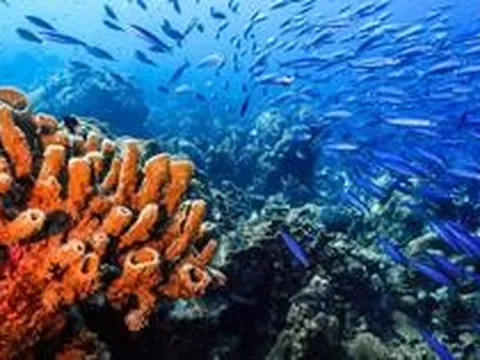 Từ "kho báu" dưới biển, nhà khoa học Việt phát hiện 23 hợp chất mới chưa từng công bố trên thế giới